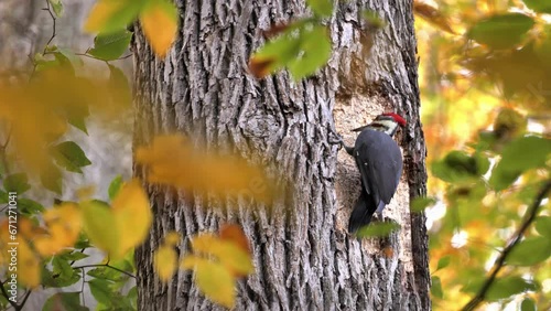 Pileated Woodpecker (Dryocopus pileatus ) searching for food. This is the largest woodpecker in North America. Lives in forests and even in large city parks. photo