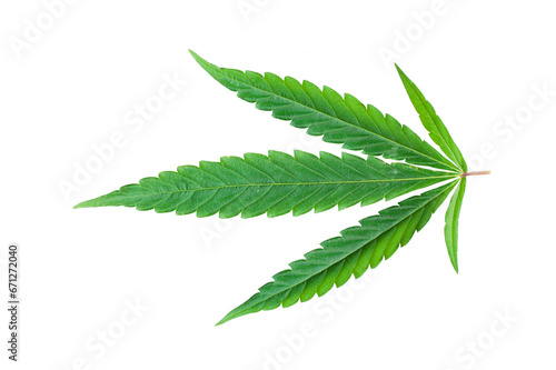 Cannabis leaf isolated on transparent background. 420 pattern. Green marijuana leaf element for design, decoration and advertising.