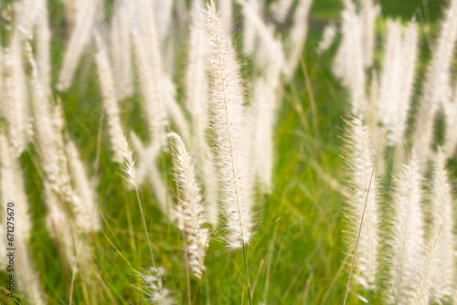 Fountain grass or pennisetum alopecuroides