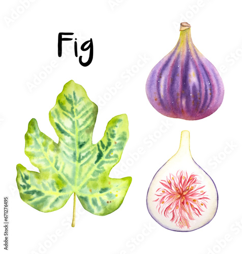 Hand drawn watercolor figs and a fig leaf. Watercolor fig, half cut fig and fig leaf on the white background.