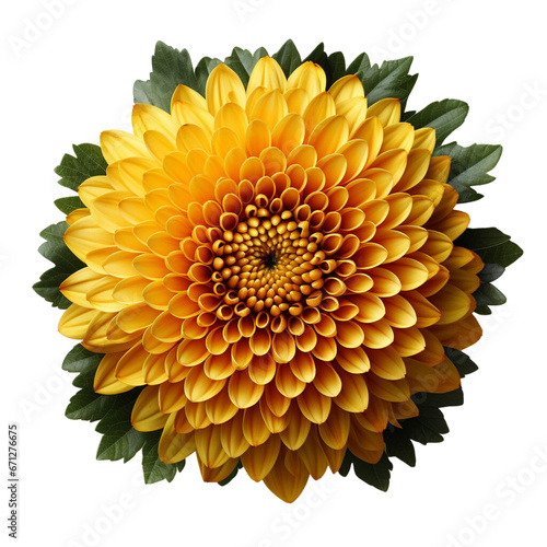 yellow chrysanthemum isolated on white background  transparent png