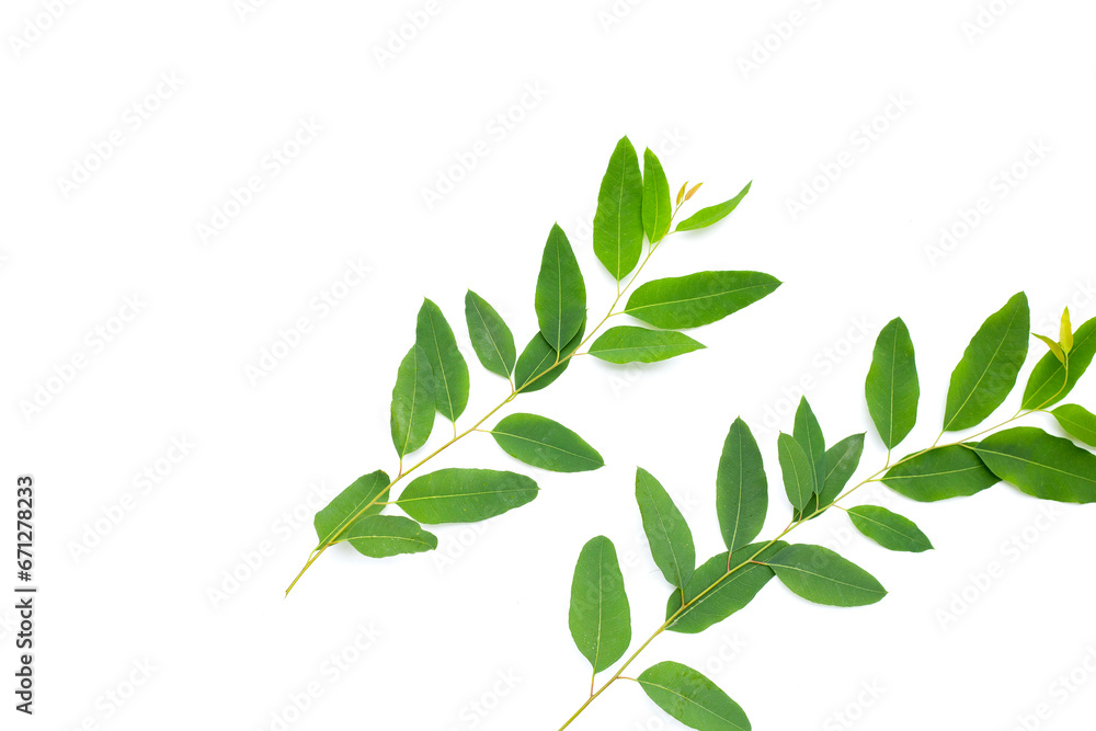 Eucalyptus leaves on white background. Eucalyptus leaves on white background.