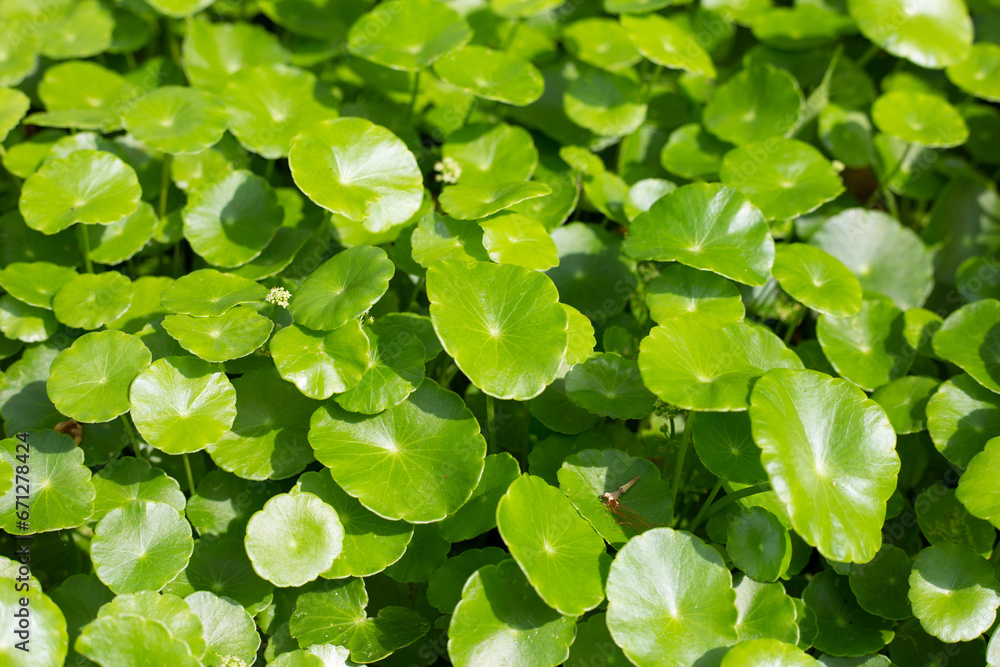 Fresh green nature herb leaves of centella asiatica (gotu kola) Fresh green nature herb leaves of centella asiatica (gotu kola)