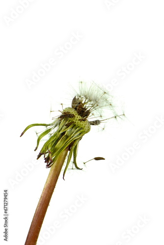macro photo of a faded naked seed head of a dandelion flower with the last seed with white parachute attached to it isolated on white background