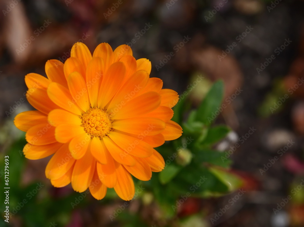 Calendula flower and leaf , nature green background. Calendula flower on summer day. Closeup medicinal flower herb for tea or oil Calendula flower and leaf , nature green background. Calendula flower on summer day. Closeup medicinal flower herb for tea or oil