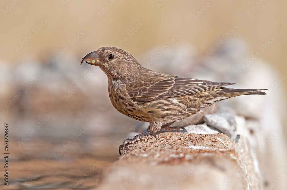 Fototapeta premium Red Crossbill (Loxia curvirostra) drinking from a fountain.