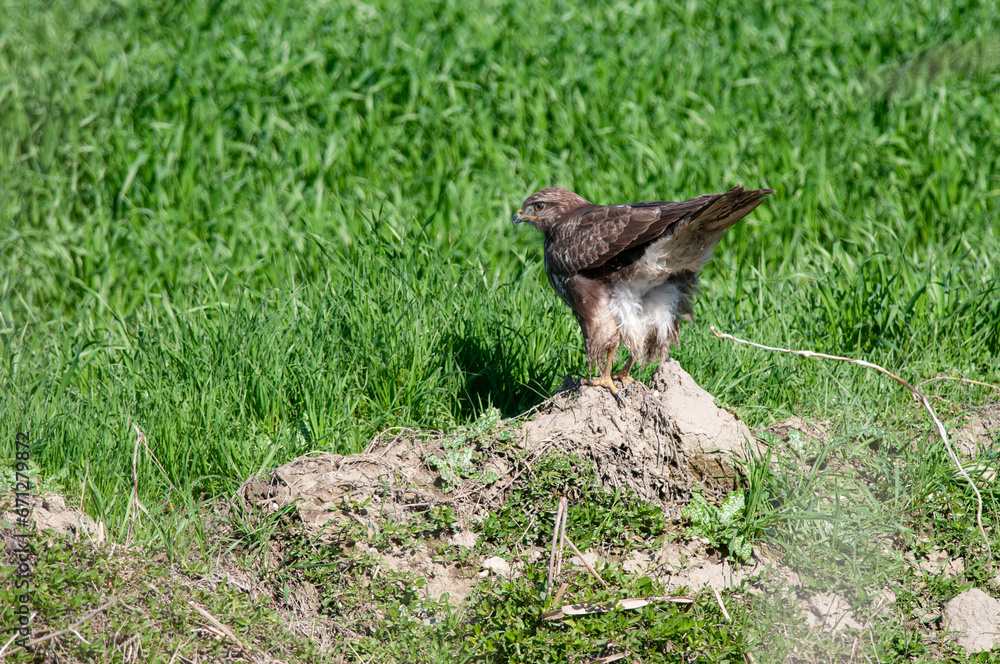 Fototapeta premium Common Buzzard (Buteo buteo) defecating on the ground. Green background.