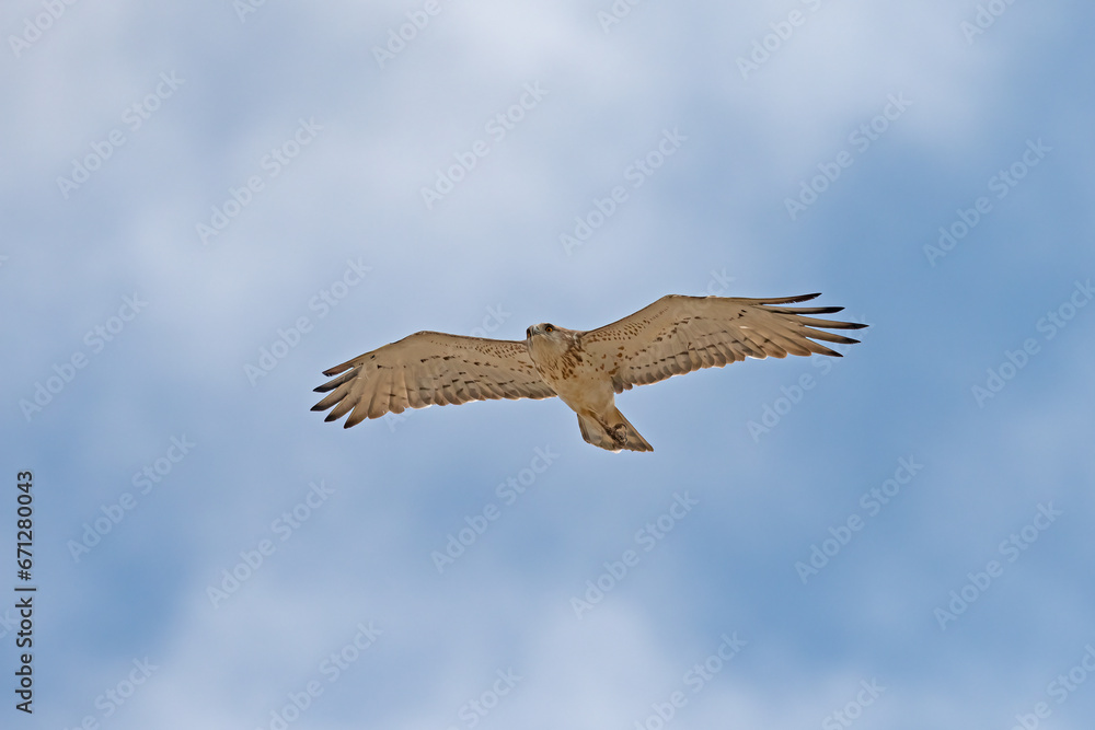 Short-toed Snake Eagle (Circaetus gallicus) flying in the sky. Stock ...
