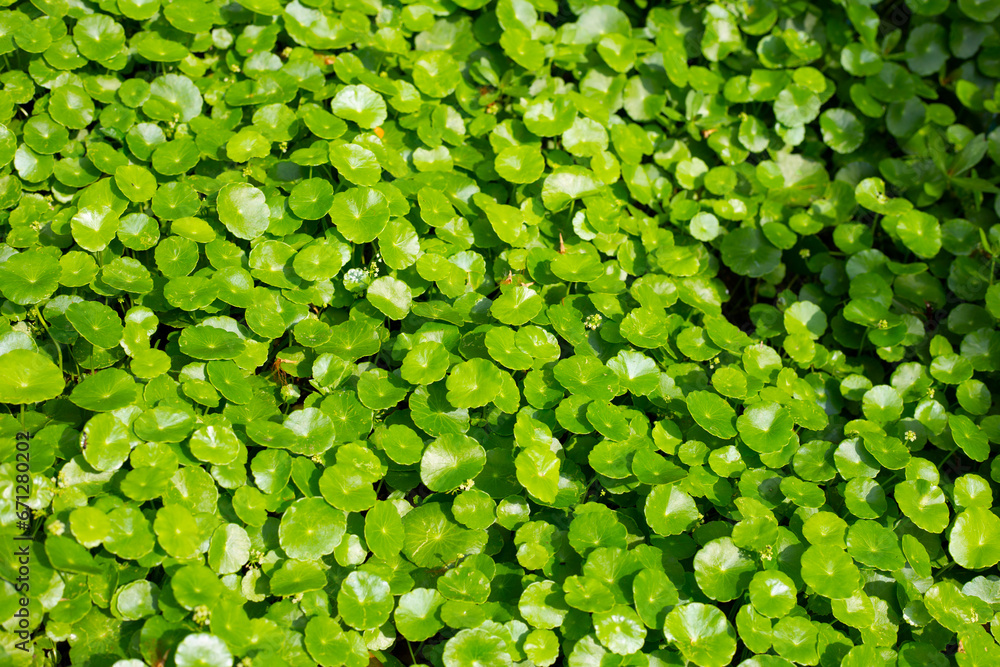 Fresh green nature herb leaves of centella asiatica (gotu kola) Fresh green nature herb leaves of centella asiatica (gotu kola)