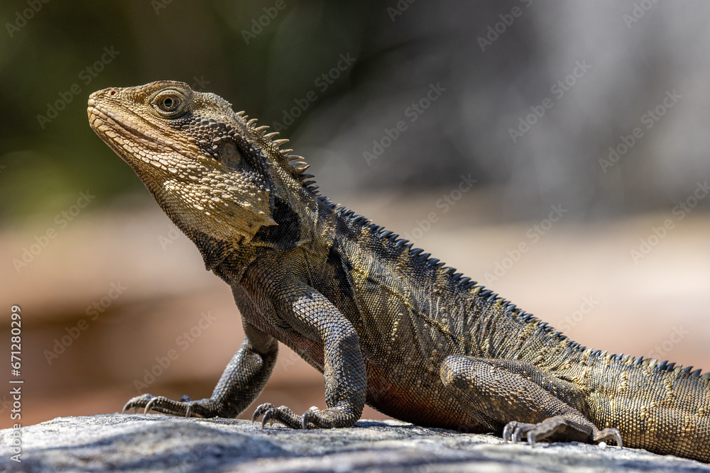 Close up portrait of an Australian Eastern Water Dragon Close up portrait of an Australian Eastern Water Dragon