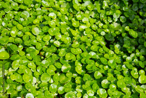 Fresh green nature herb leaves of centella asiatica (gotu kola)