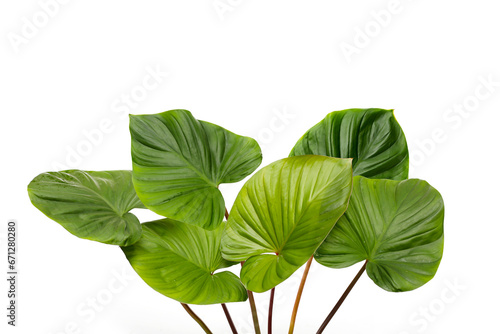 Homalomena rubescens  Roxb.  Kunth plant. Green leaves