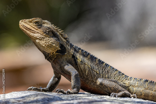 Close up portrait of an Australian Eastern Water Dragon