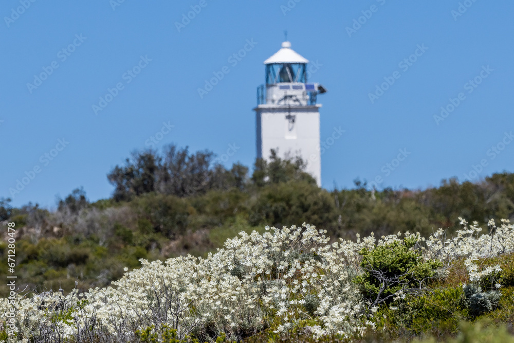 Flannel Flowers and Cape Bailey Lighthouse; Kamay National Park Sydney Australia