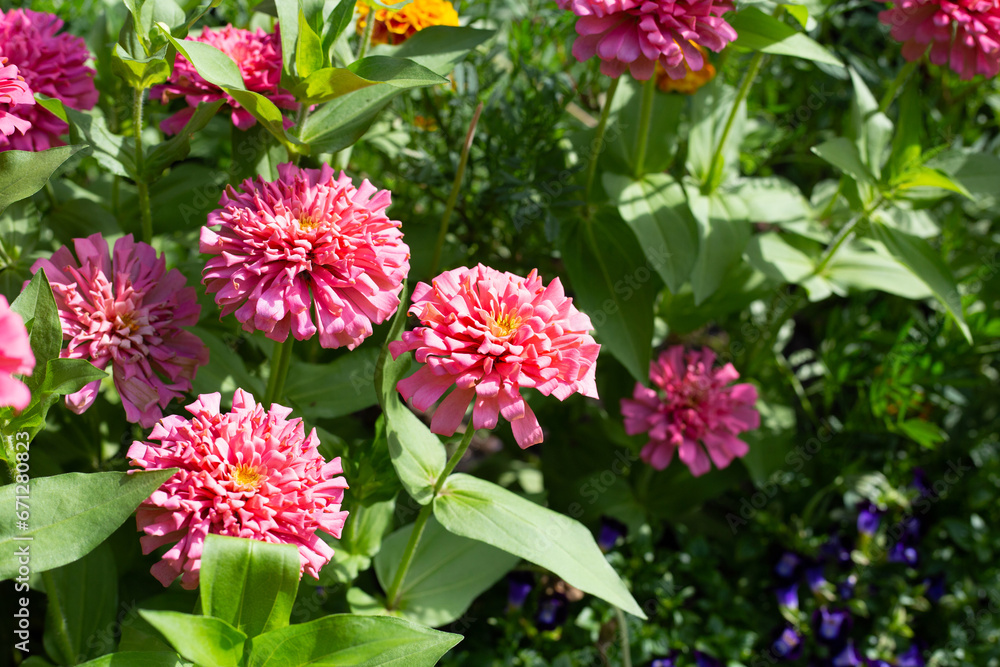 Zinnia flower in the garden Zinnia flower in the garden