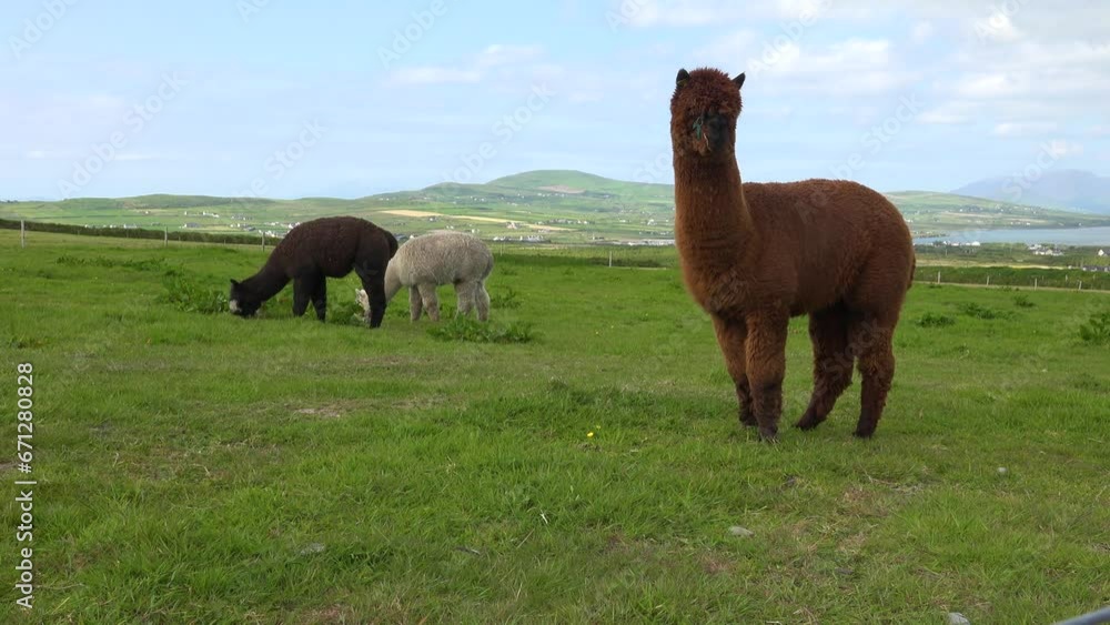 IRELAND- 8.27.2023 -Three llamas graze in an Irish meadow. IRELAND- 8.27.2023 -Three llamas graze in an Irish meadow.