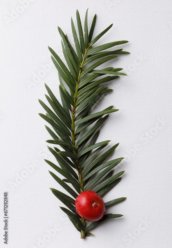 Pine tree twig with berry