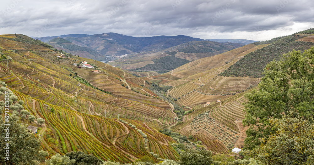 Panoramic view looking down at the River Douro and terraces of vineyards in the Douro valley, Portugal on 17 October 2023