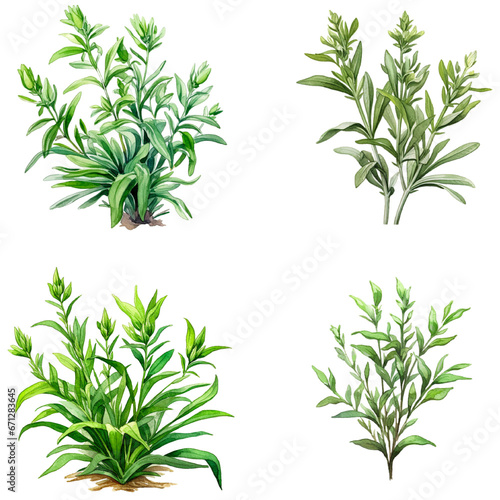 Set of Tarragon herbs isolated on white background photo