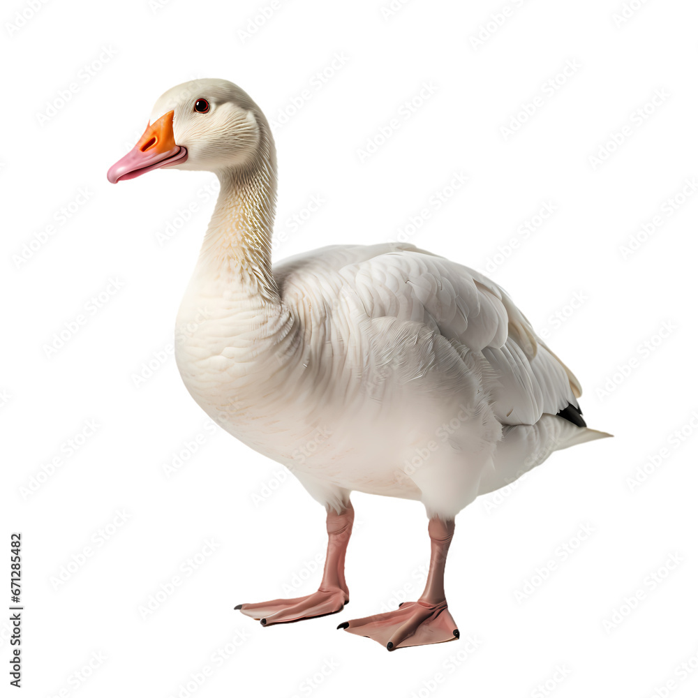 Goose on transparent background Goose on transparent background