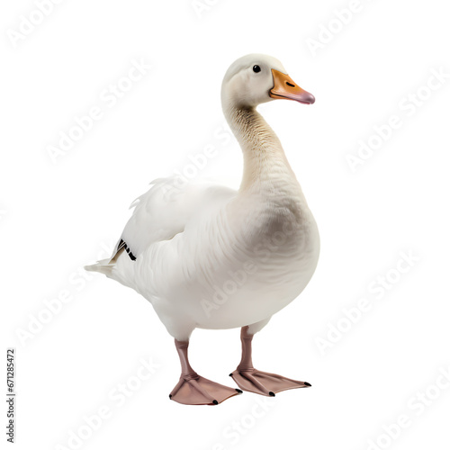 Goose on transparent background