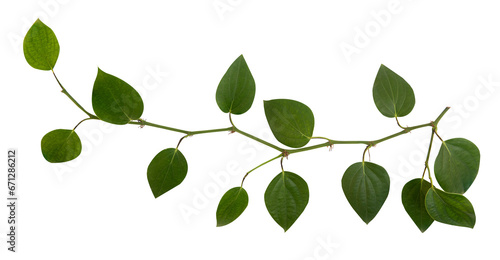 Pepper or Piper nigrum branch green leaves on transparent background.top view.