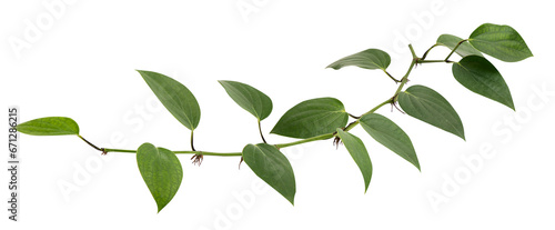 Pepper or Piper nigrum branch green leaves on transparent background.