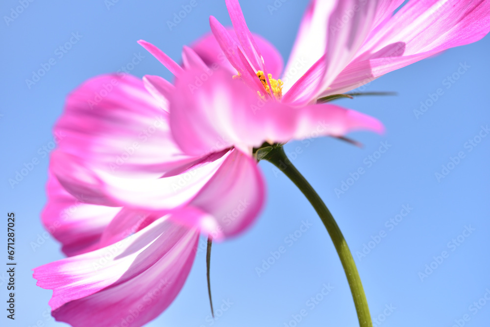 Obraz premium 青空にコスモスの花びらのクローズアップ