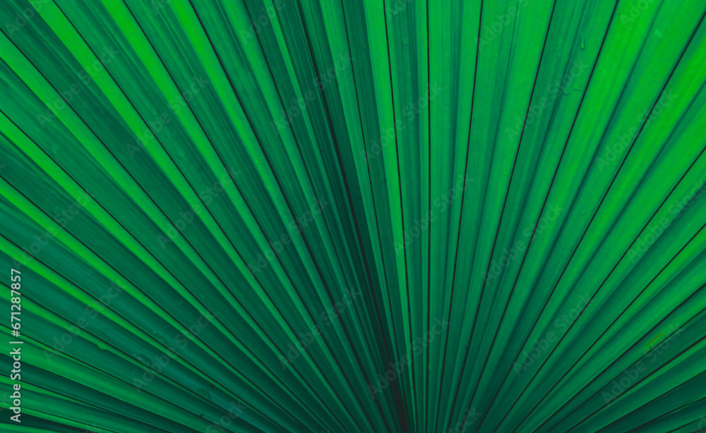 Obraz premium Dew and Green leaves background. Green leaves color dark tone after raining in the morning.Tropical Plant,environment,fresh,photo concept nature and plant.