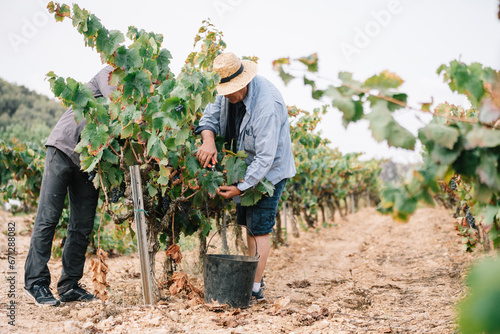 Anonymous male coworkers harvesting grapes in farm photo
