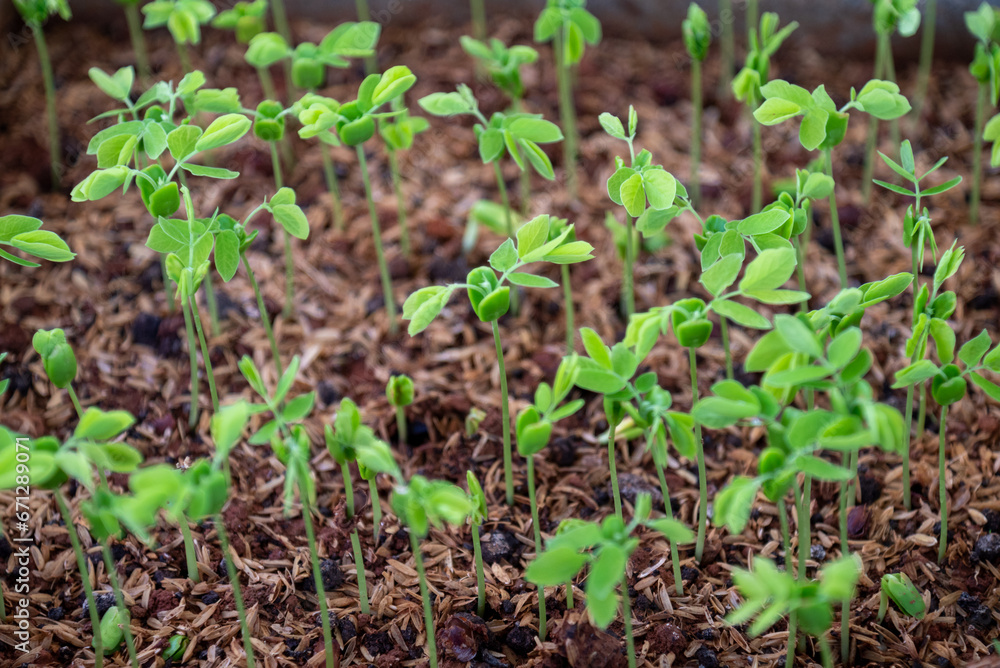 Seedlings of Samanea saman is a species of flowering tree in the pea family, Fabaceae, now in the Mimosoid clade Seedlings of Samanea saman is a species of flowering tree in the pea family, Fabaceae, now in the Mimosoid clade