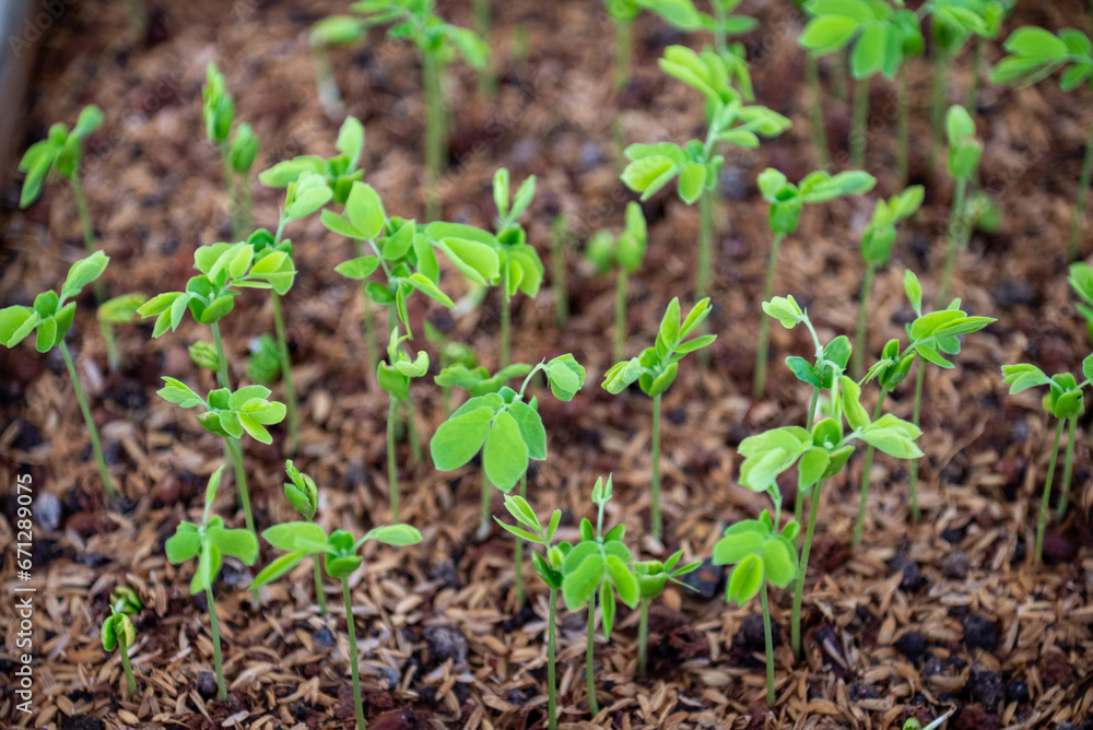 Seedlings of Samanea saman is a species of flowering tree in the pea family, Fabaceae, now in the Mimosoid clade Seedlings of Samanea saman is a species of flowering tree in the pea family, Fabaceae, now in the Mimosoid clade