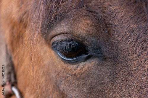 eye of horse