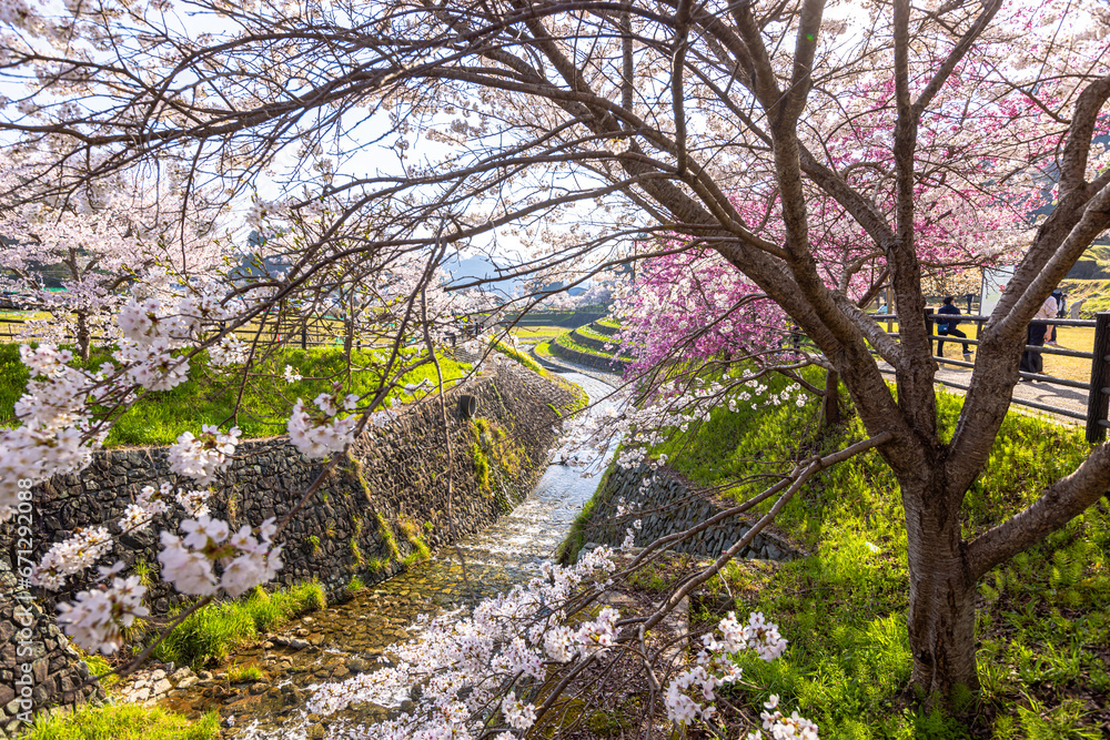 奈良県宇陀市　満開の桜風景　
