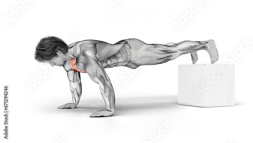 Chest-Bodyweight-Decline Push Up-3D (366)-
Anatomy of fitness and bodybuilding with distinct active muscles-
150 frame Animation + 150 frame Alpha Matte photo