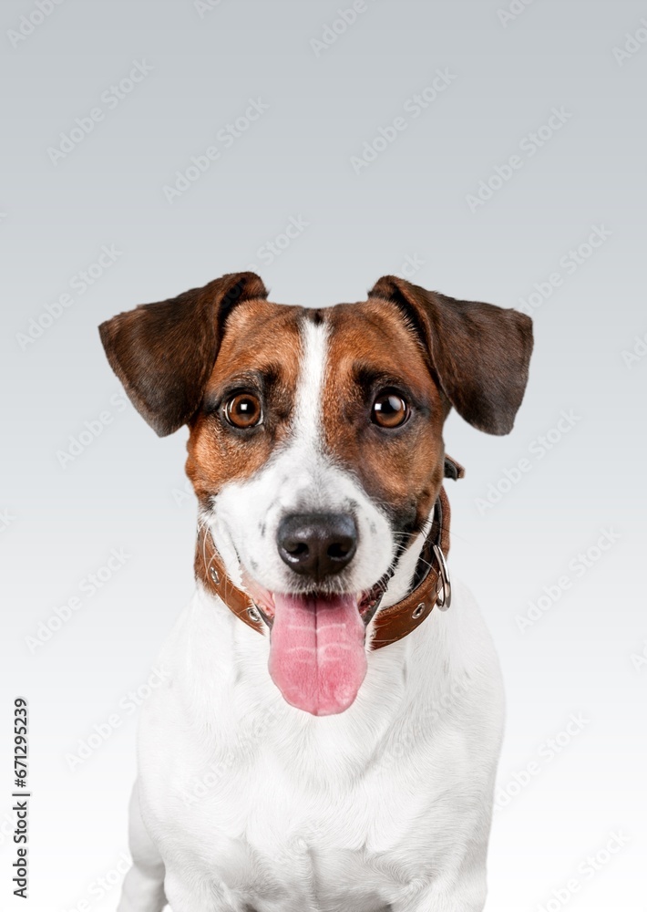 Beautiful and funny dog on color background. Beautiful and funny dog on color background.