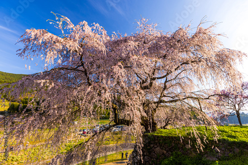 Wallpaper Mural 奈良県宇陀市　満開の又兵衛桜　
 Torontodigital.ca