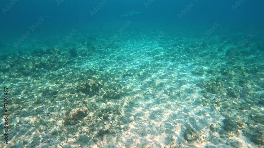 A school of Needlefish swimming among the rock and coral reef in Cayman Islands. A school of Needlefish swimming among the rock and coral reef in Cayman Islands.