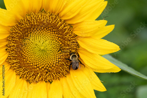 A lone bee lands on the face of a bright yellow sunflower © Liz W Grogan
