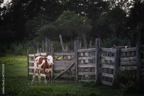 Selective blur on a Holstein frisian cow, a young calf, the grassland field of a farm. a veal, with its typical brown and white fur. Holstein is a cow breed, known for its dairy milk production. photo