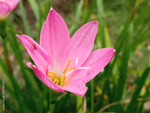 Zephyr lilies are small flowering lilies that are white and yellowish pink