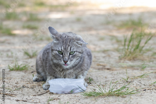 Photography Stray cat eating on the street