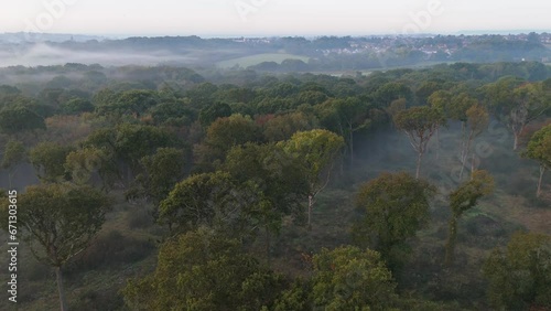 drone flying over trees and mist at sunrise early morning in Combe valley countryside park in Bexhill, Sussex  photo