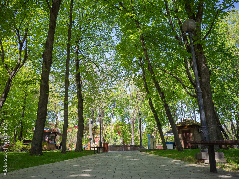 silent path between green trees in the natural park of capital kyiv