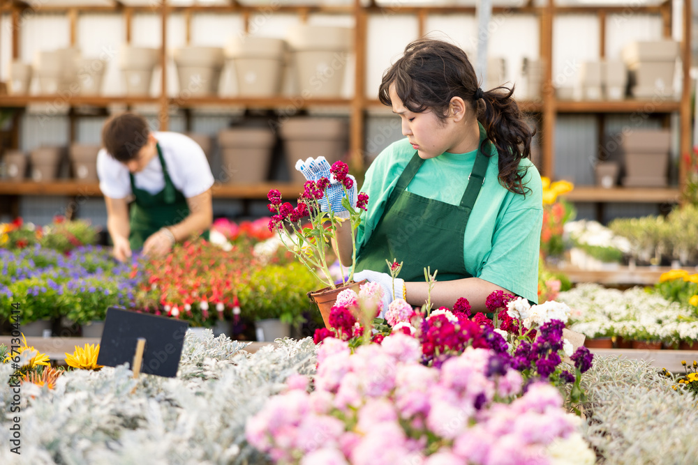 Positive interested young asian girl in green apron working in garden store, preparing potted blooming matthiola incana for sale