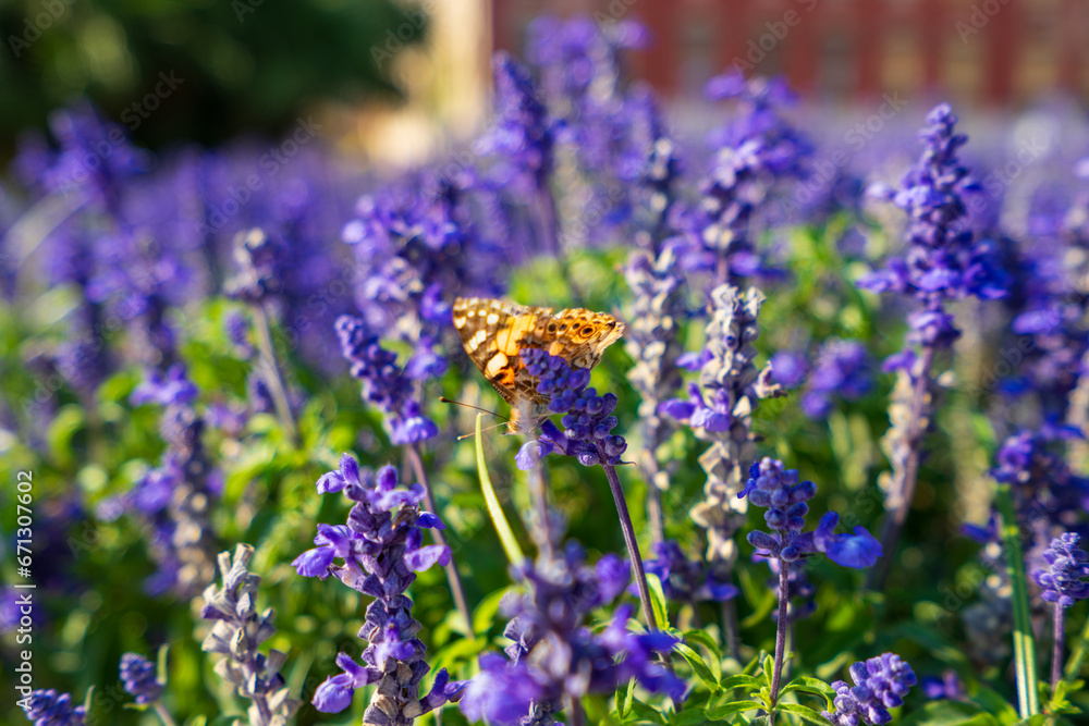 Lavender flowers closeup view in Split. Croatia Lavender flowers closeup view in Split. Croatia
