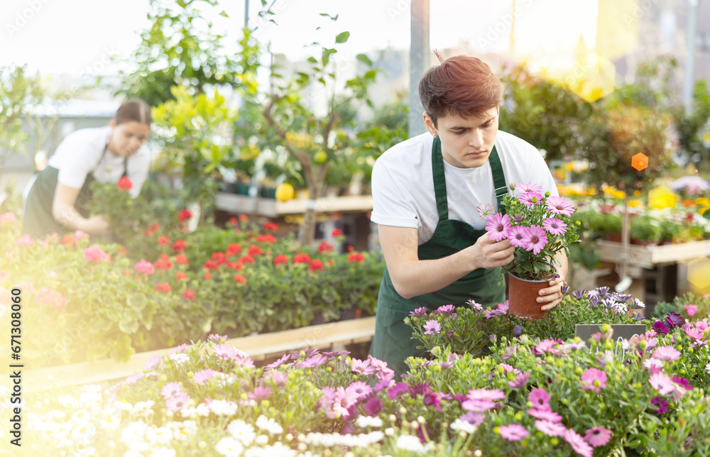 Professional focused young male florist checking petals of Osteospermum Ecklonis flower during working day in greenhouse