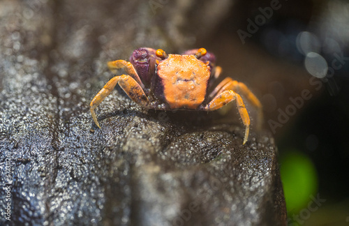 Detail of the Orange Disco Vampire Crab animal