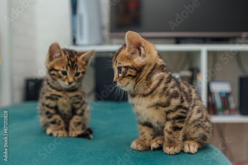 Two cute one month old bengal kittens sitting on the sofa in the house