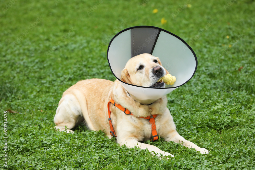 Adorable Labrador Retriever with Elizabethan collar chewing bone dog treat on green grass outdoors